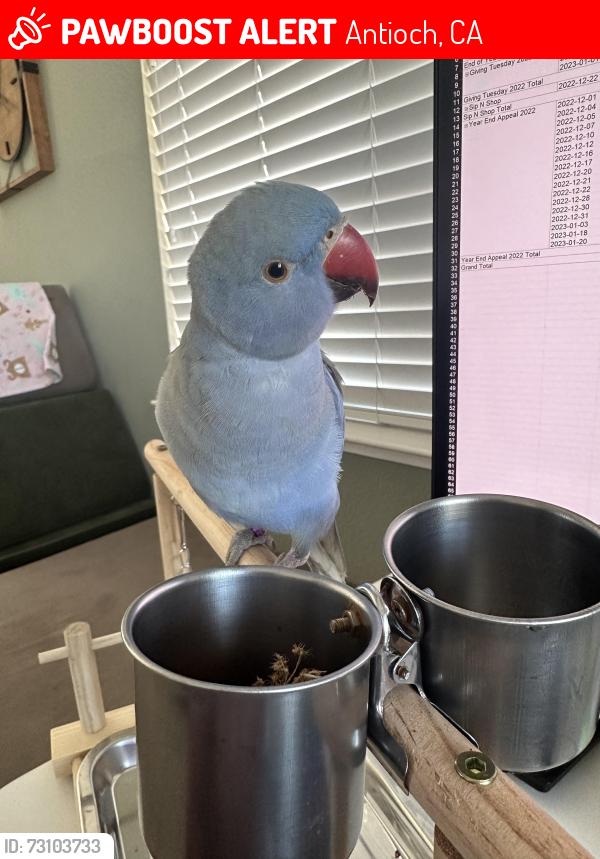 Lost Unknown Bird last seen In the neighborhood behind Walmart in Antioch, Antioch, CA 94531