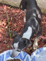 Found/Stray Unknown Dog last seen Meyerwood and Bassoon in Woodshire, Houston, TX 77025