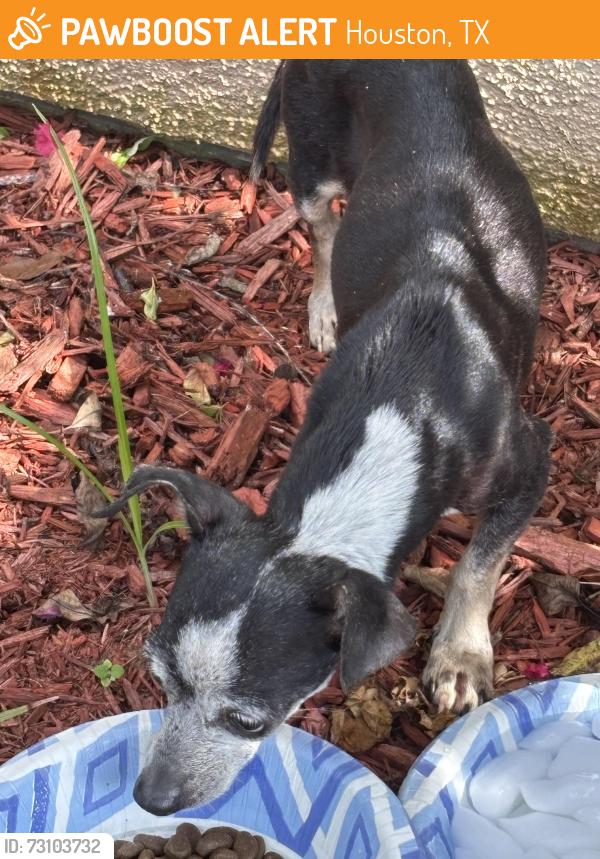 Found/Stray Unknown Dog last seen Meyerwood and Bassoon in Woodshire, Houston, TX 77025