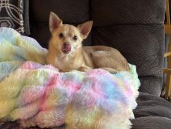 Lost Male Dog last seen Donald Ave Goodlettsville, Goodlettsville, TN 37072