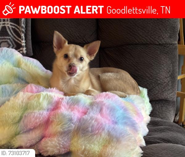 Lost Male Dog last seen Donald Ave Goodlettsville, Goodlettsville, TN 37072