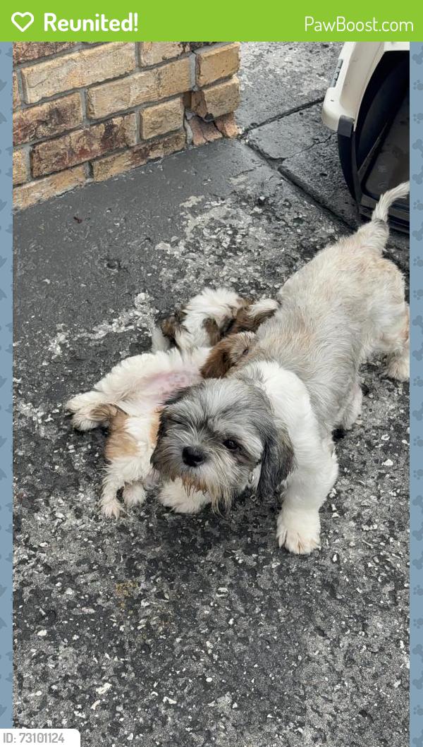 Reunited Female Dog last seen Himes and Columbus by the 711, Tampa, FL 33602