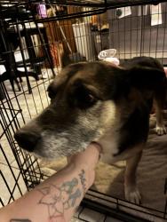 Found/Stray Female Dog last seen Mojave vista, Victorville, CA 92392