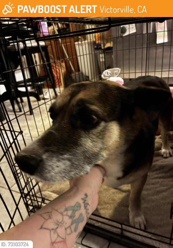 Found/Stray Female Dog last seen Mojave vista, Victorville, CA 92392
