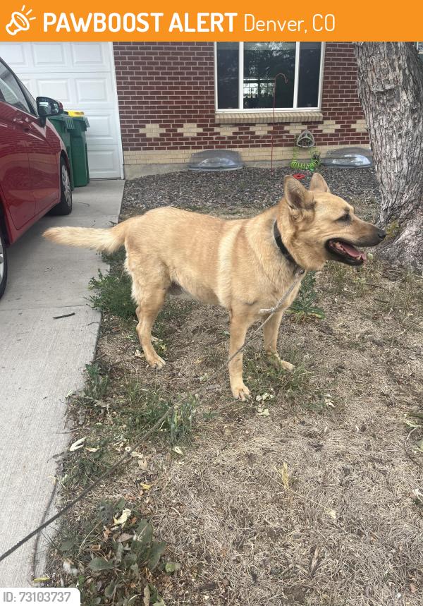 Found/Stray Female Dog last seen Vallejo and Elmwood, Denver, CO 80221