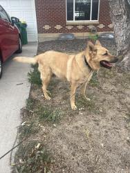 Found/Stray Female Dog last seen Vallejo and Elmwood, Denver, CO 80221