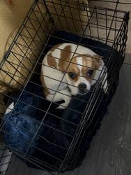 Lost Male Dog last seen Sycamore st, Oakland, CA 94612