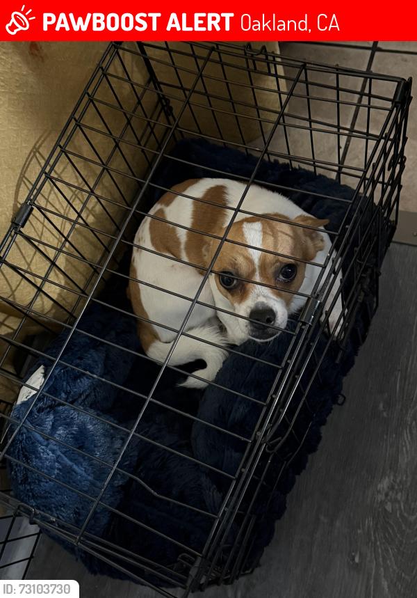 Lost Male Dog last seen Sycamore st, Oakland, CA 94612