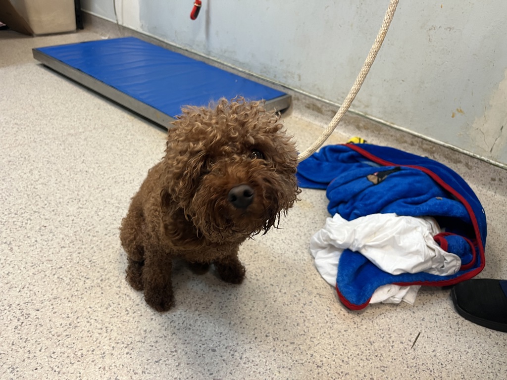 Shelter Stray Female Dog last seen JFK airport 10 minutes away going towards manhattan, JAMAICA, NY, 11430, 326 E 110th St, New York, NY 10029, USA