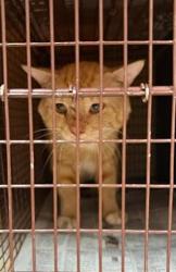 Shelter Stray Unknown Cat last seen Near Forest Grove Drive, AUSTIN, TX, 78747, 7201 Levander Loop bldg a, Austin, TX 78702, USA