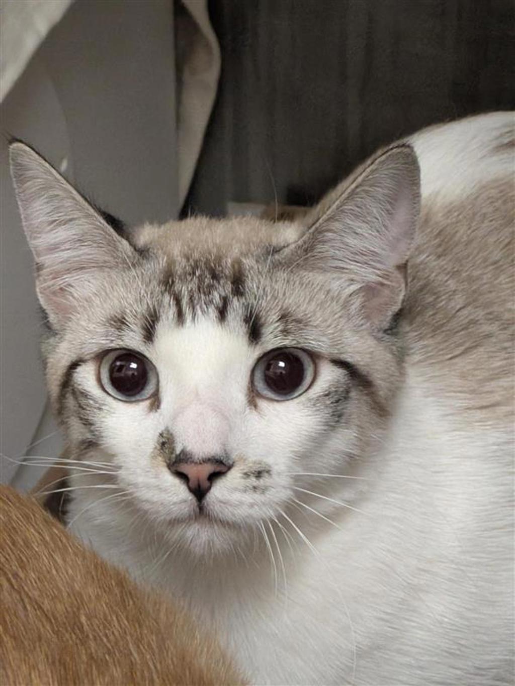 Shelter Stray Female Cat last seen Near Wells Branch Parkway, AUSTIN, TX, 78728, 7201 Levander Loop bldg a, Austin, TX 78702, USA
