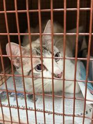 Shelter Stray Unknown Cat last seen Near Wells Branch Parkway, AUSTIN, TX, 78728, 7201 Levander Loop bldg a, Austin, TX 78702, USA
