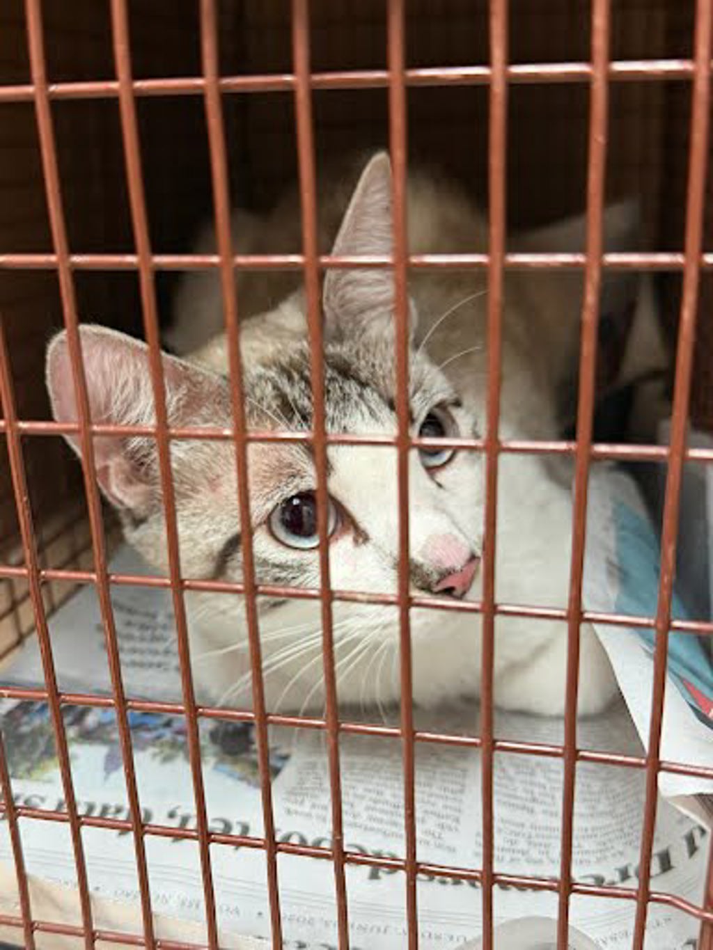 Shelter Stray Unknown Cat last seen Near Wells Branch Parkway, AUSTIN, TX, 78728, 7201 Levander Loop bldg a, Austin, TX 78702, USA