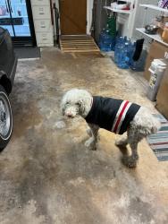Reunited Female Dog last seen Deer Ridge Dr, Boerne, TX 78006