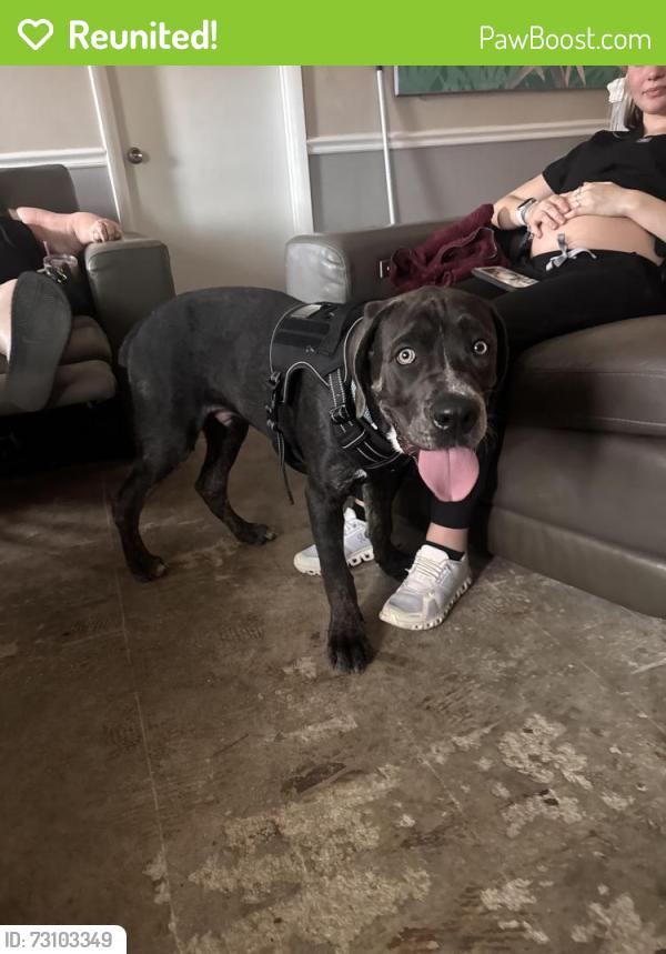 Reunited Male Dog last seen Deleon St , Beverly Hills, FL 34465