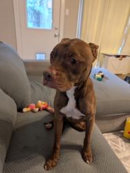 Found/Stray Male Dog last seen Near South Kirkwood road, Houston, TX 77077