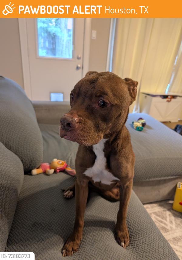 Found/Stray Male Dog last seen Near South Kirkwood road, Houston, TX 77077