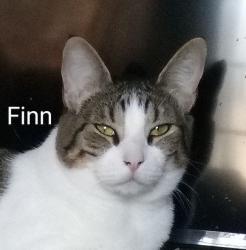 Lost Male Cat last seen Cherokee Ave. Grapevine festival grounds Lodi, Lodi, CA 95240