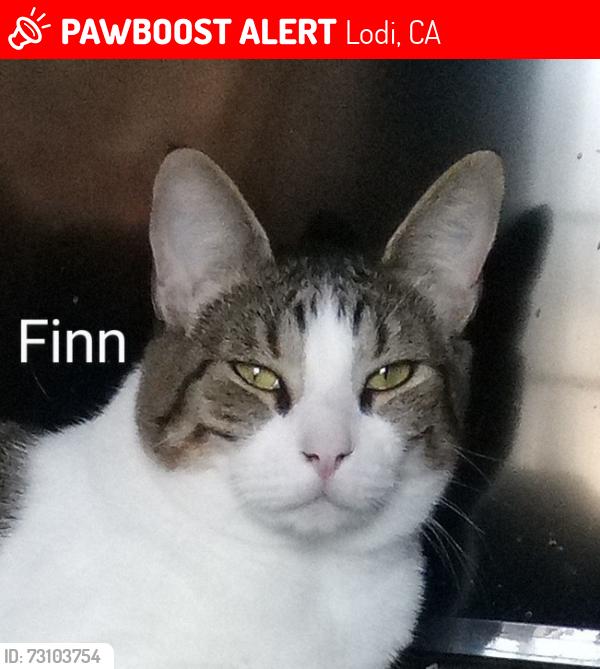 Lost Male Cat last seen Cherokee Ave. Grapevine festival grounds Lodi, Lodi, CA 95240