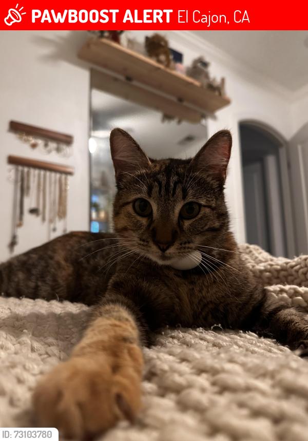 Lost Female Cat last seen western trails drive, El Cajon, CA 92021