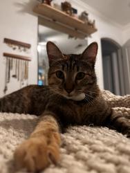 Lost Female Cat last seen western trails drive, El Cajon, CA 92021