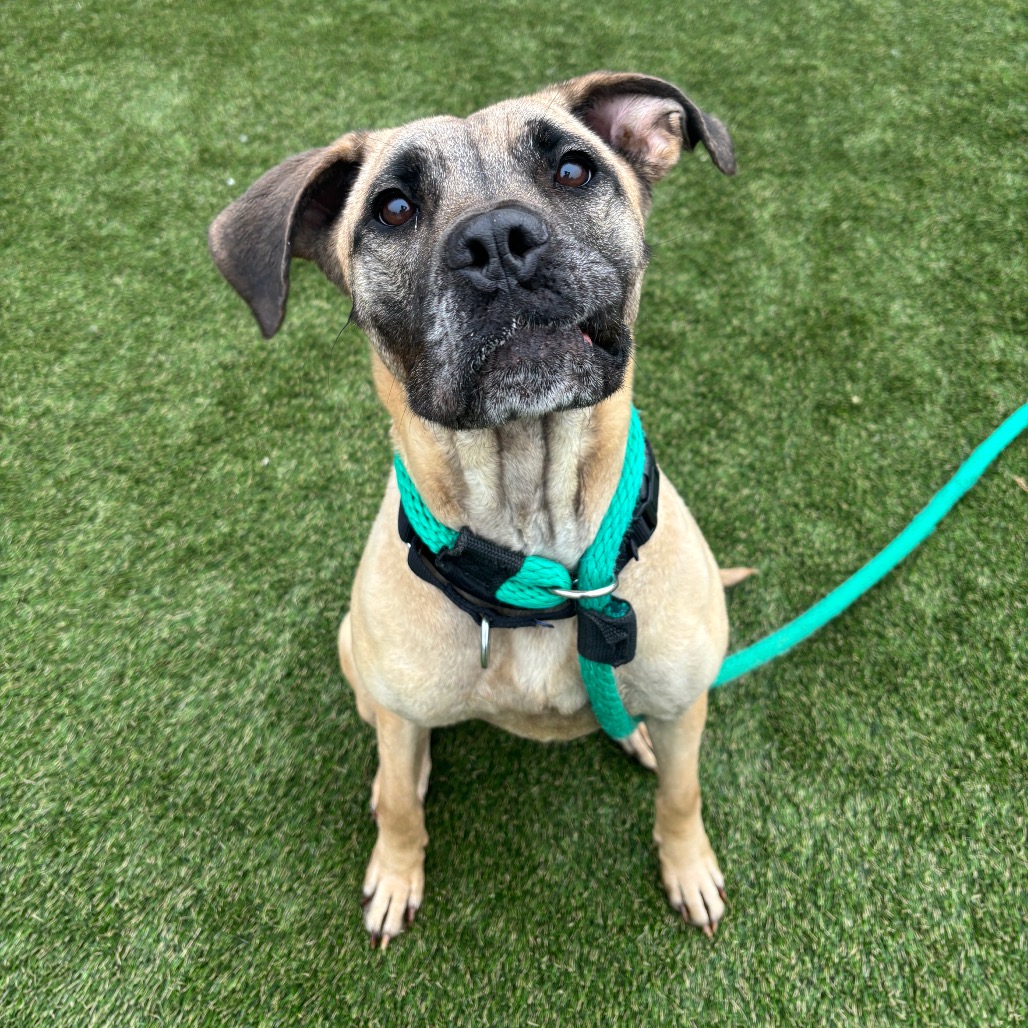 Shelter Stray Female Dog last seen , Animal Care & Control Team of Philly, 111 W Hunting Park Ave, Philadelphia, PA 19140, USA