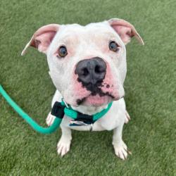 Shelter Stray Male Dog last seen , Animal Care & Control Team of Philly, 111 W Hunting Park Ave, Philadelphia, PA 19140, USA