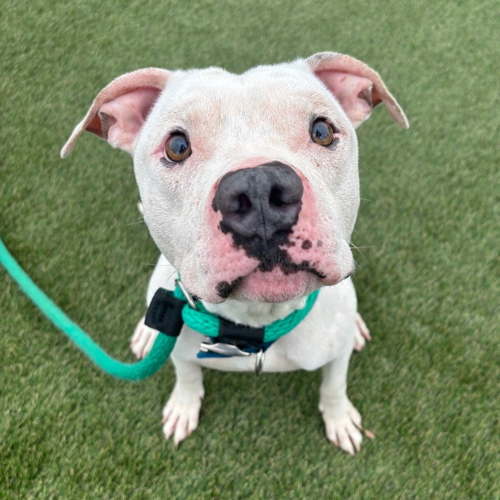 Shelter Stray Male Dog last seen , Animal Care & Control Team of Philly, 111 W Hunting Park Ave, Philadelphia, PA 19140, USA
