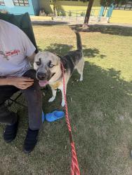 Reunited Male Dog last seen Near marionwood dr, Los Angeles, CA 90230