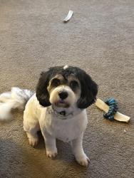 Lost Male Dog last seen Rollins Rd near Rollins Place, Zachary, LA 70791