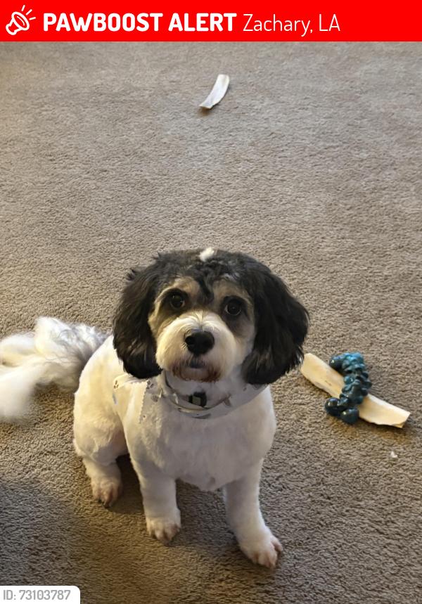 Lost Male Dog last seen Rollins Rd near Rollins Place, Zachary, LA 70791