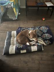 Reunited Female Dog last seen Aubrey Ln, Royal Lakes ests, TX 77469, USA, Royal Lakes Estates, TX 77469