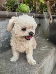 Reunited Female Dog last seen Oak Hill, Pittsburg, CA 94565