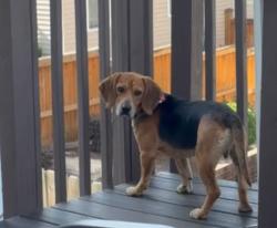 Lost Male Dog last seen Thoronton rd, Raleigh, NC 27616