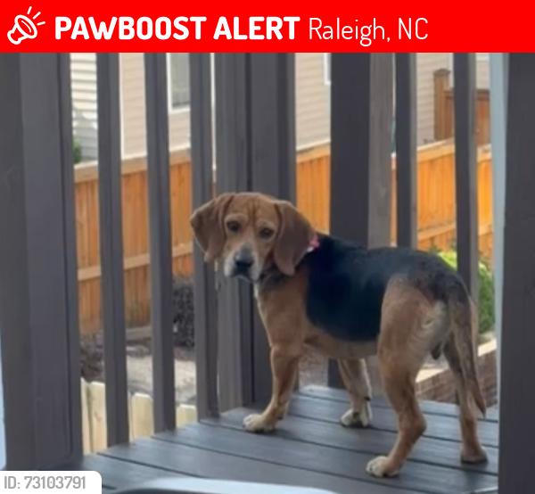 Lost Male Dog last seen Thoronton rd, Raleigh, NC 27616