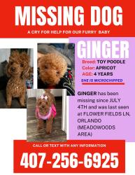 Reunited Female Dog last seen Landstreet, Orlando, FL 32824