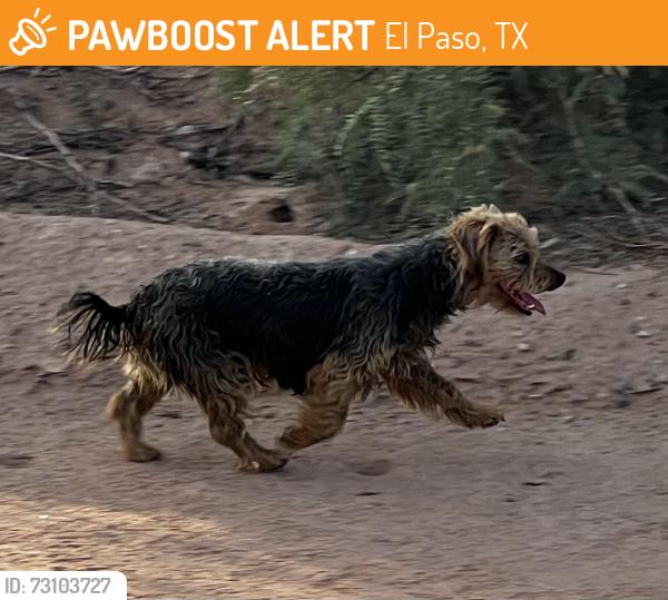 Found/Stray Female Dog last seen Sanitary Landfill Rd (unpaved), Fort Bliss, between Exela Technologies & Good Life Assisted Living, El Paso, TX 79924