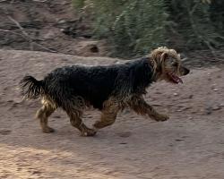 Found/Stray Female Dog last seen Sanitary Landfill Rd (unpaved), Fort Bliss, between Exela Technologies & Good Life Assisted Living, El Paso, TX 79924