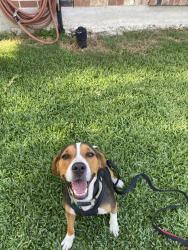 Lost Male Dog last seen Vanderbilt & holly heights off west esplanade, Kenner, LA 70065