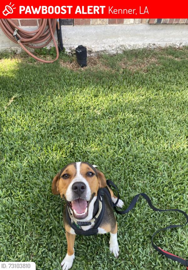 Lost Male Dog last seen Vanderbilt & holly heights off west esplanade, Kenner, LA 70065