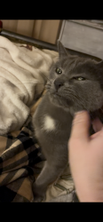Reunited Female Cat last seen 101st and Aspen, Broken Arrow, OK 74012