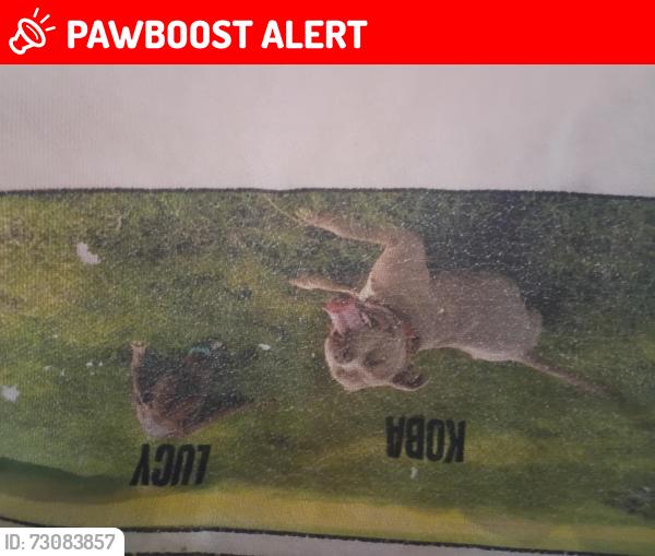 Lost Female Dog last seen Spokane county Superior courthouse, Spokane County, WA 99206