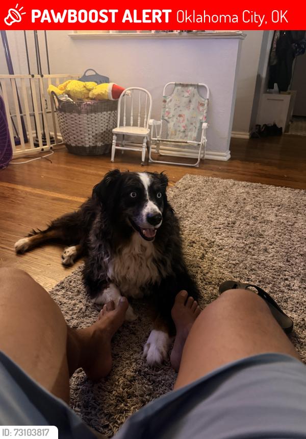 Lost Male Dog last seen Nw 36th & N. May Ave, Oklahoma City, OK 73112