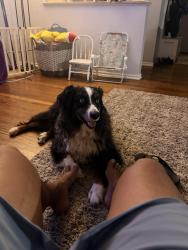 Lost Male Dog last seen Nw 36th & N. May Ave, Oklahoma City, OK 73112