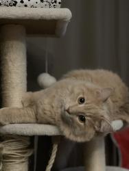 Lost Male Cat last seen Parkway street, Ottawa, ON 