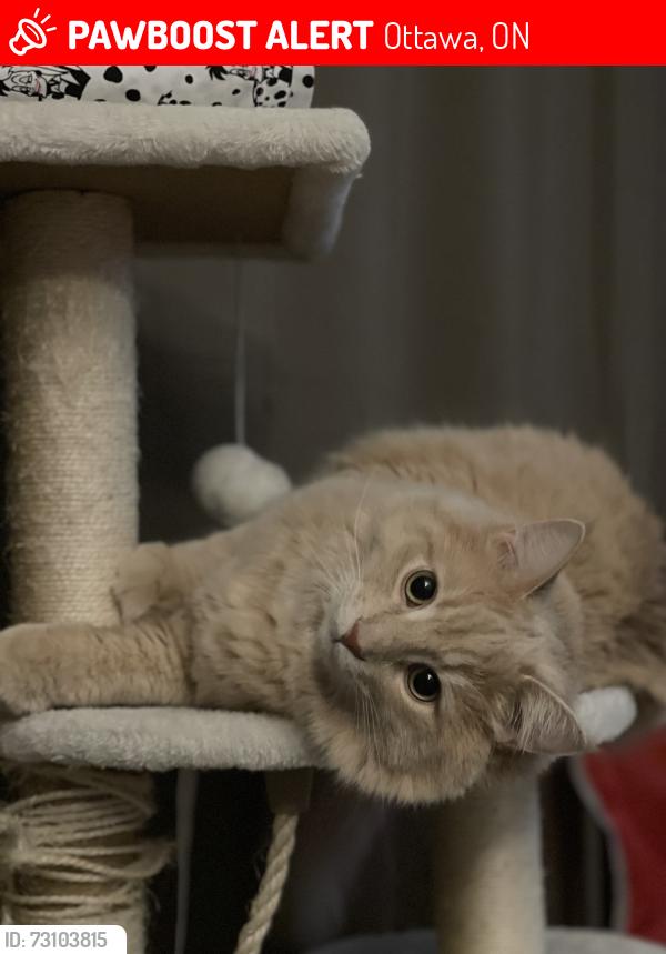 Lost Male Cat last seen Parkway street, Ottawa, ON 