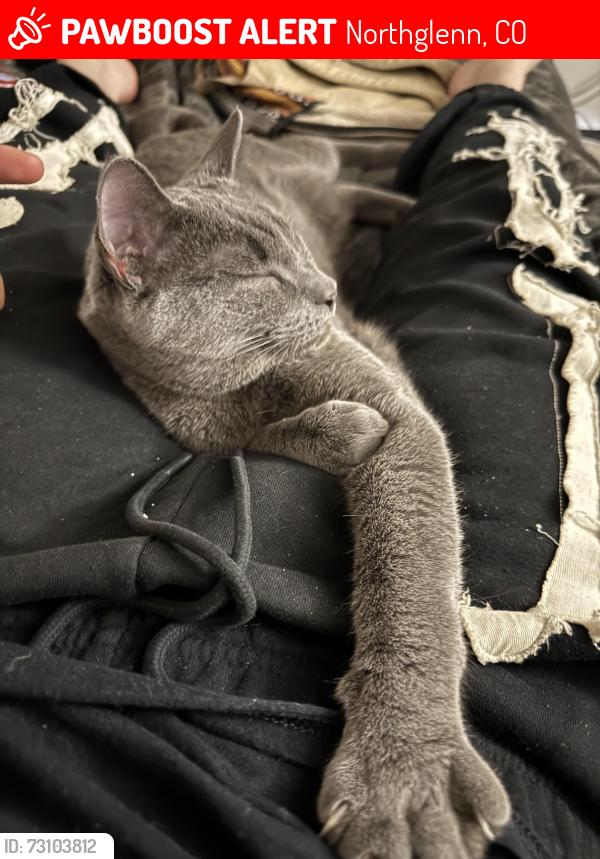 Lost Male Cat last seen 114th and melody drive, Northglenn, CO 80234