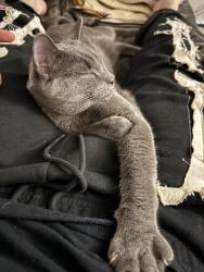 Lost Male Cat last seen 114th and melody drive, Northglenn, CO 80234