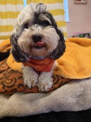 Reunited Female Dog last seen Ne 64 st and 21 rd, Fort Lauderdale, FL 33308