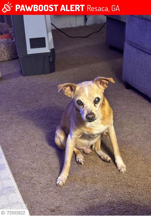 Lost Male Dog last seen Ashley Brook Mobile home park, Resaca, GA 30735
